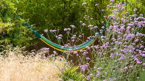 How Not to Garden: July, Where I Just Let Everything Go a Bit Feral