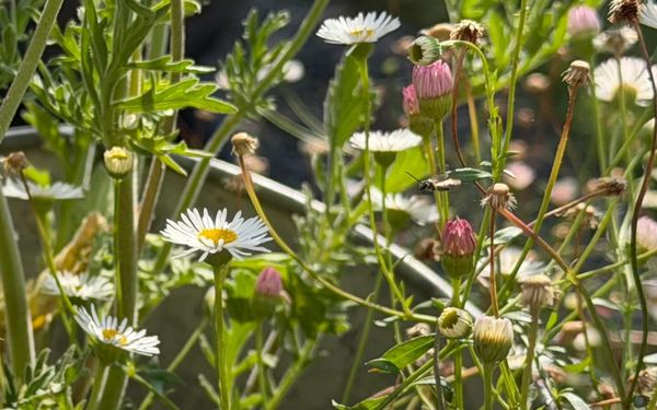 An ode to hoverflies (aka, why you need a stinky bucket of mush at the end of the garden)