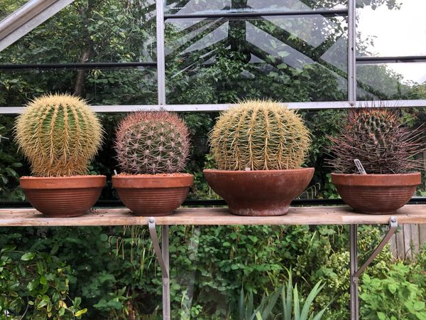 Terracotta army: why I will never give up my collection of clay pots