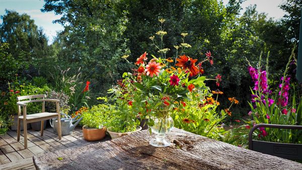 How not to garden: August