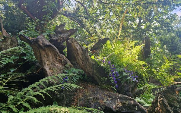A stumpery revival