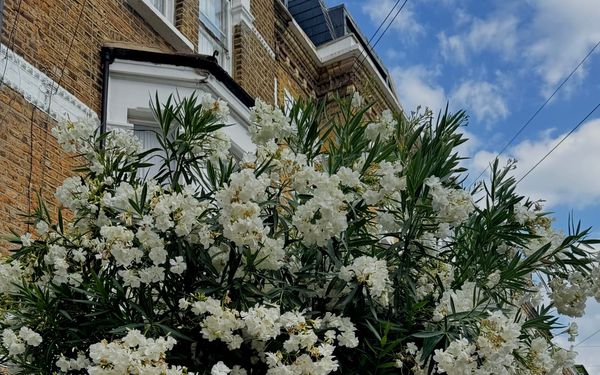 Noxious nerium or opulent oleander?