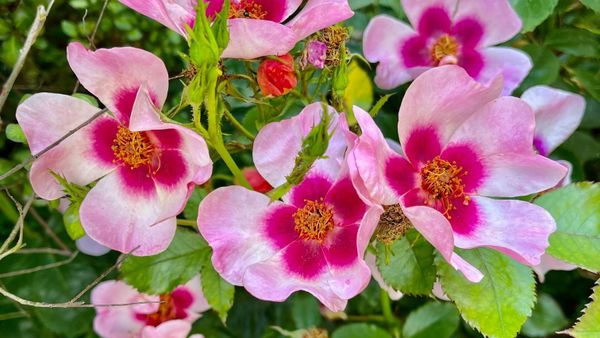 Persica roses