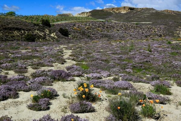 Ground cover plants: The beautiful way to protect your soil