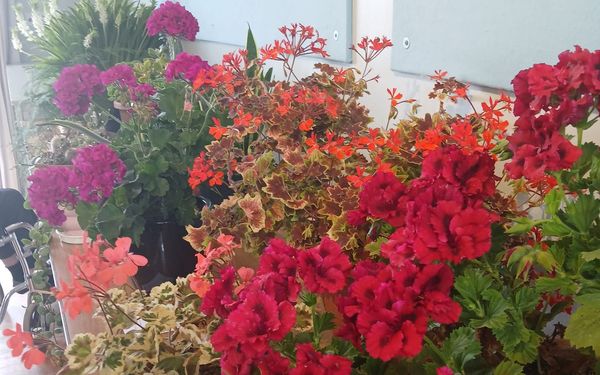 Mulch Ado: Triumph and Tantrums in the Village Hall