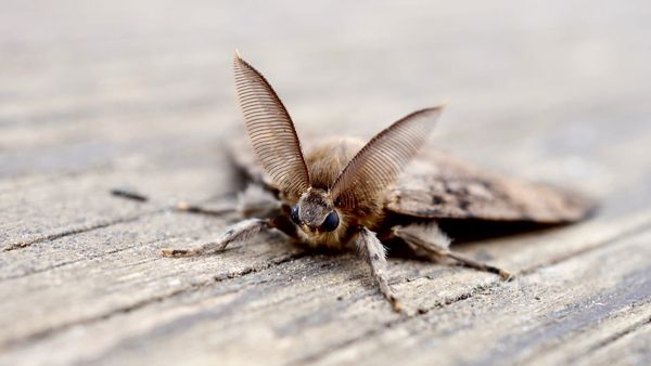 Working the Night Shift: Why Your Garden Needs Moths