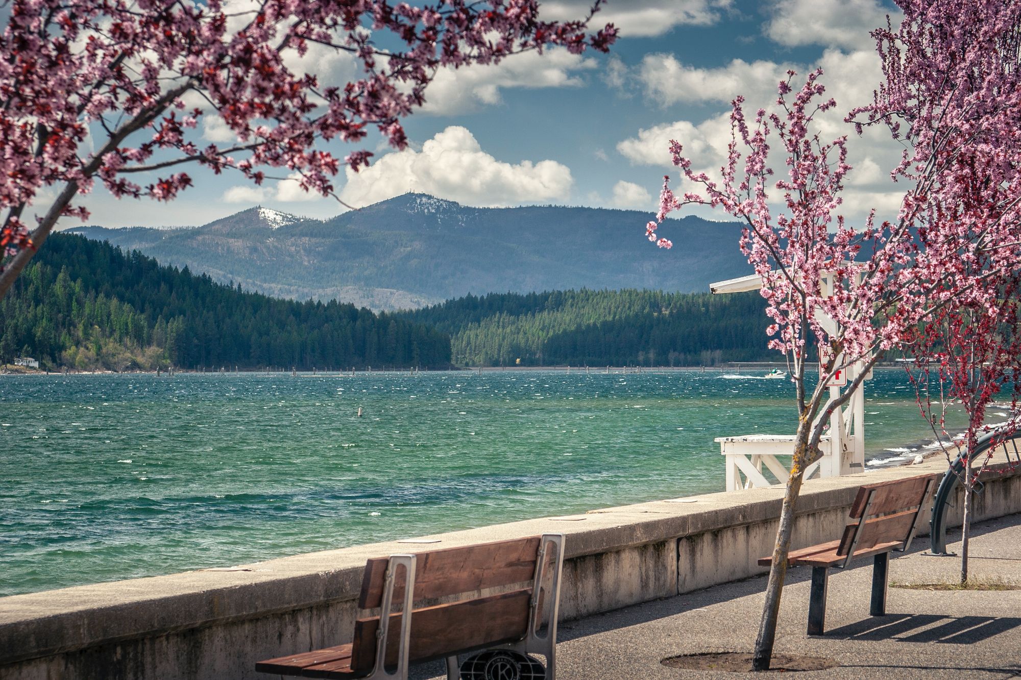 Photo of Visualising Sakura (cherry-blossom)
