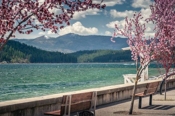 Visualising Sakura (cherry-blossom)