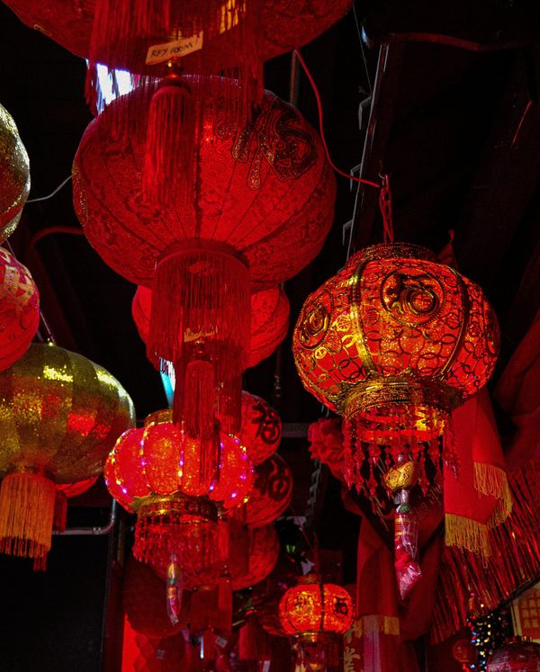 Blossom in the Year of the Tiger