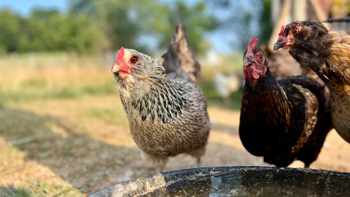 Three chickens around a water bowl eye the camera hungrily.