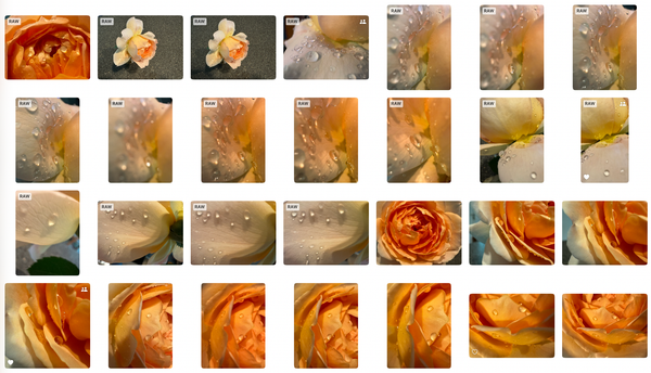 Prune Your Photos (2026)