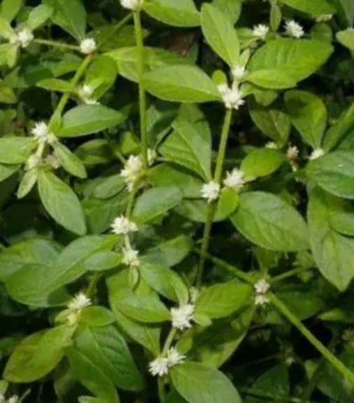 The Forever Groundcover