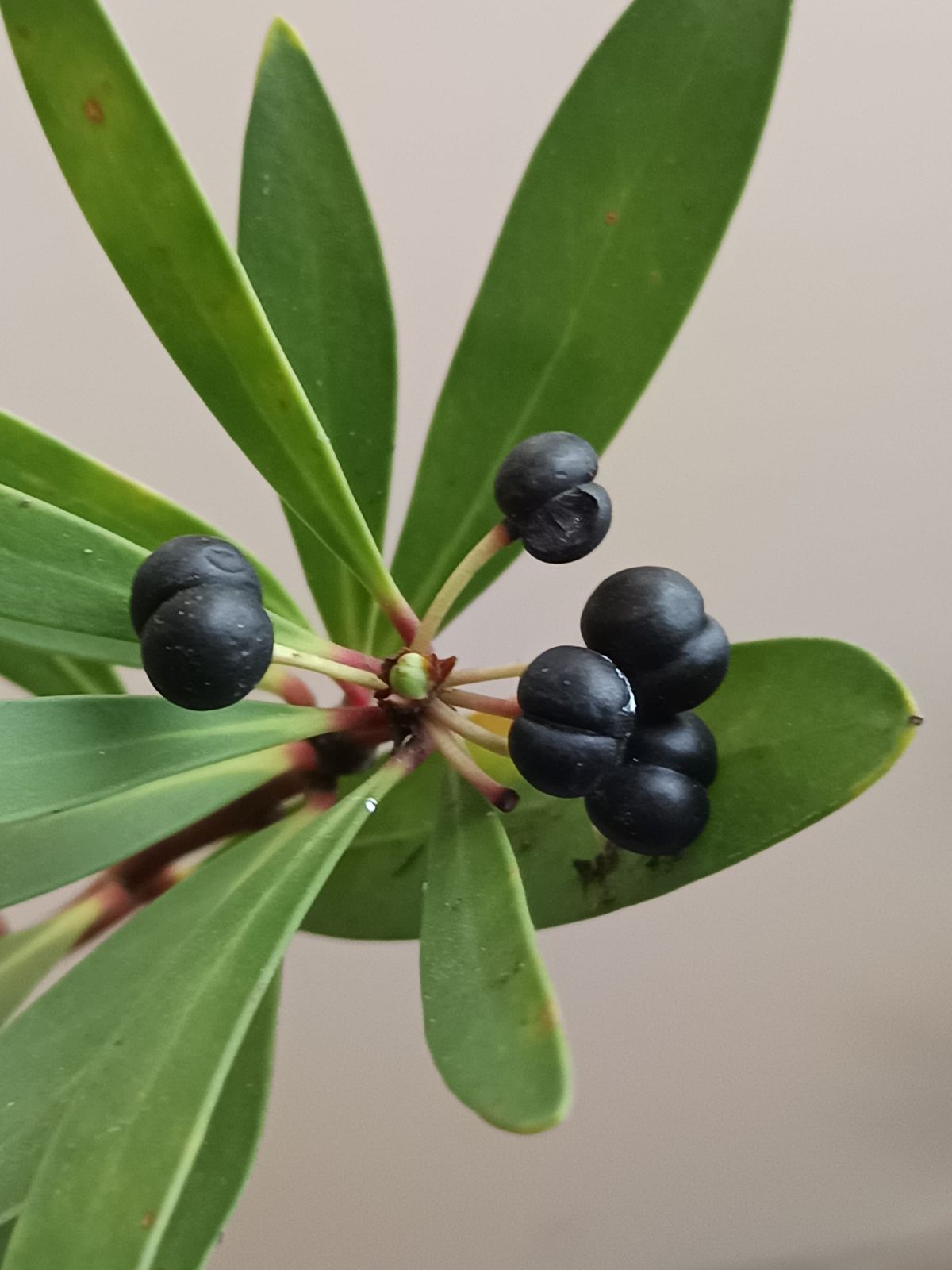 Mountain Pepper Berry
