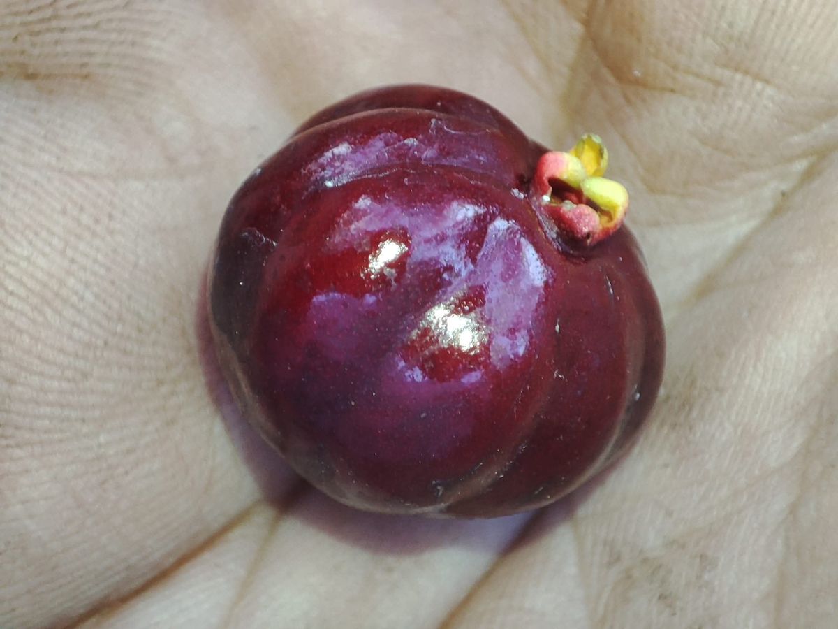 The Easiest Brazil Cherry to Grow