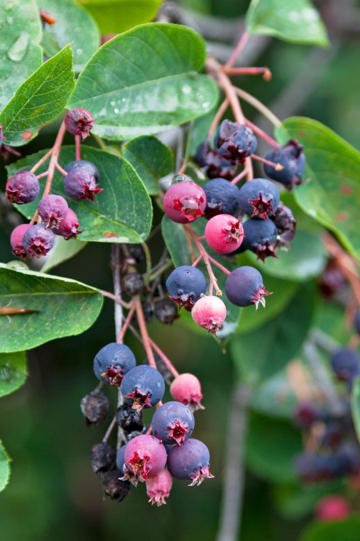 Serviceberry