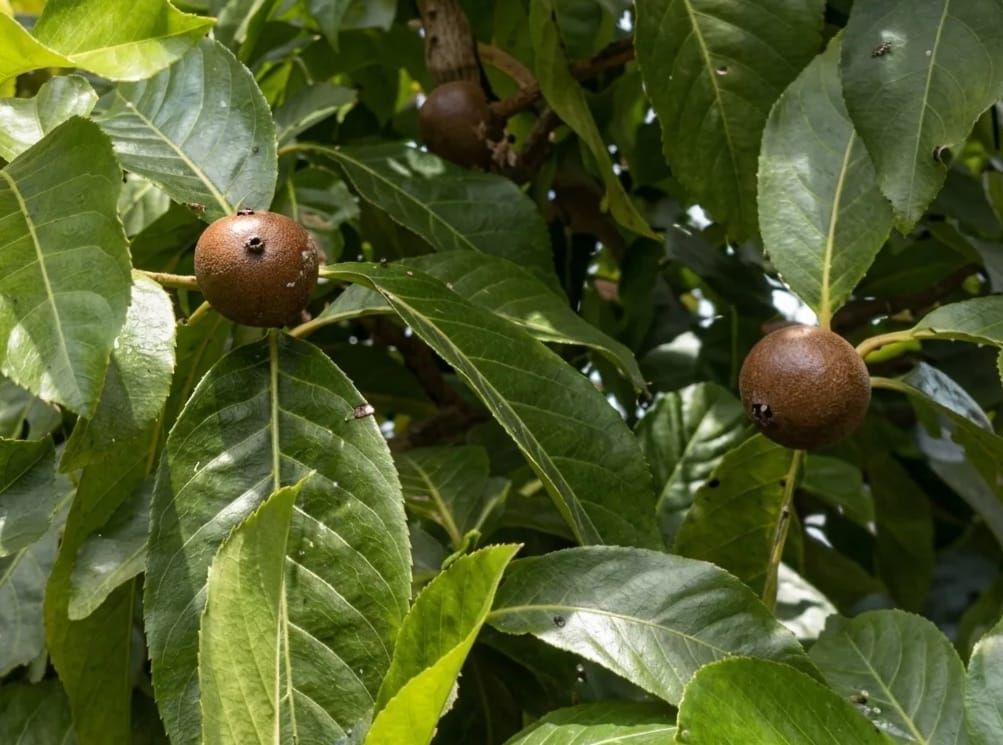 Apuruí - The Fruit that taste like Marmalade.