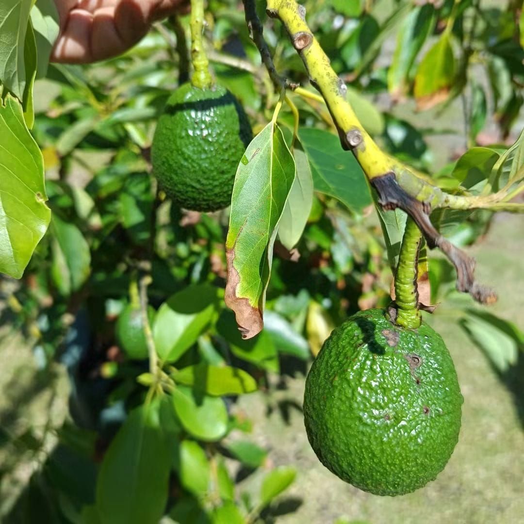 Avocado Pit of Knowledge