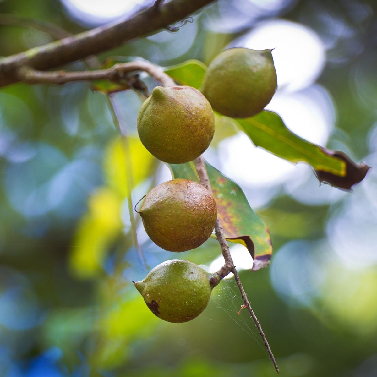 Macadamia Guide