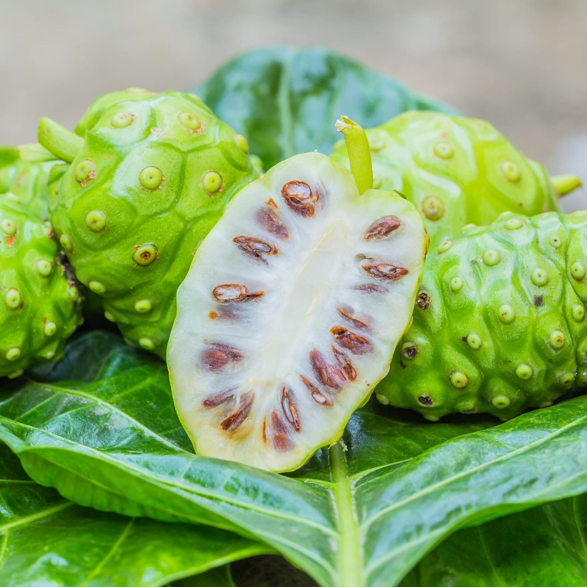 Noni - the Cheese Fruit