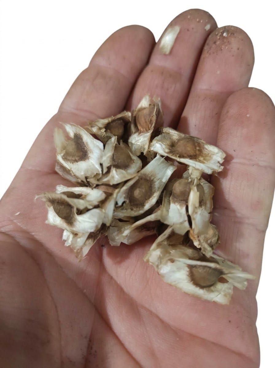 Moringa from Seed to Self-Sustaining
