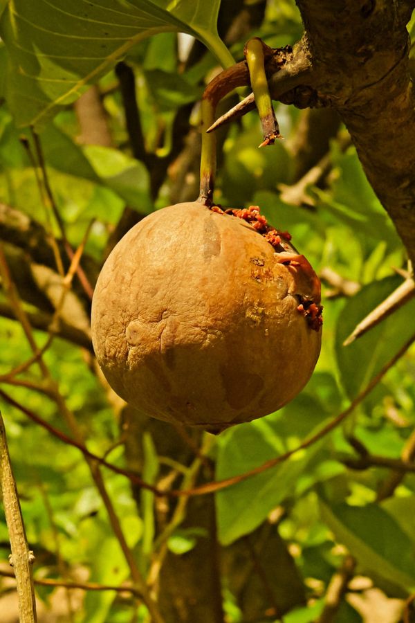 African Medlar