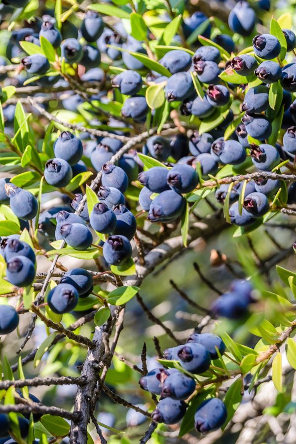 The Secret of Common Myrtle: Why You Shouldn't Eat It Raw (But Definitely Cook With It)