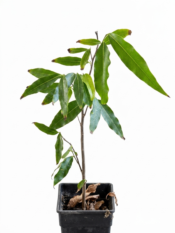 GrowPods Made Easy