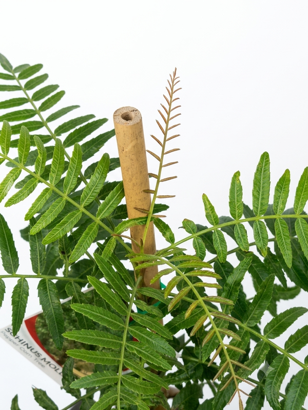 The Easiest peppercorn to grow