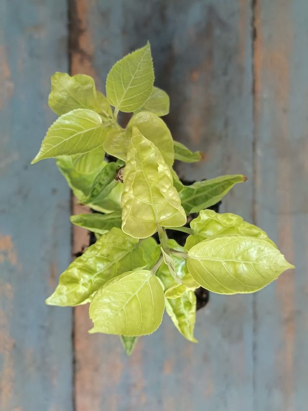 Premna - a hedging, edible shrub from the mint family