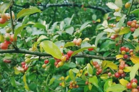 Easy Growing & Nitrogen Fixing Berry Shrub