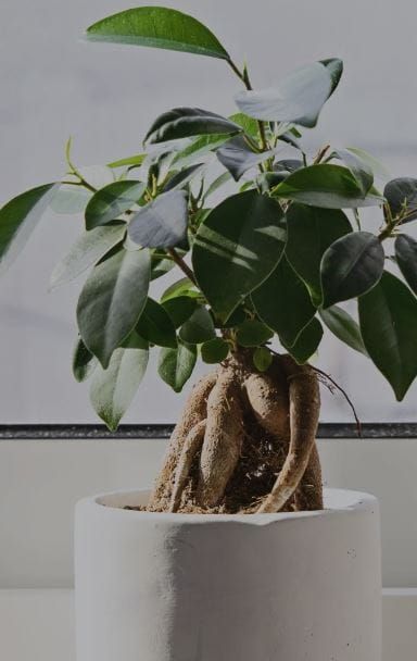 Banyan Fig Indoors