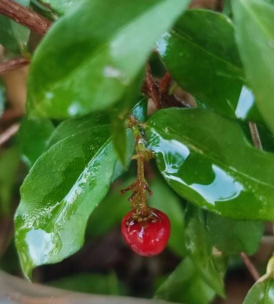 Why do I Garden
