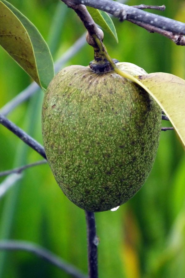 Pond Apple - The Banned Fruit Tree