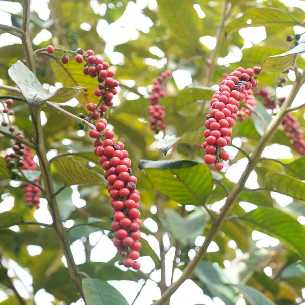 Bignay, the Native  Currant