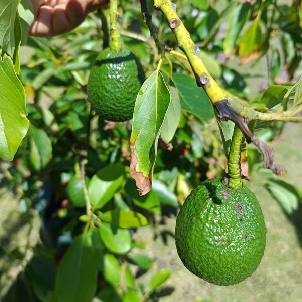 Avocado Pit of Knowledge