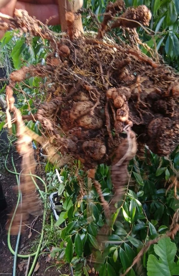 Common Plant with Interesting Rhizomes