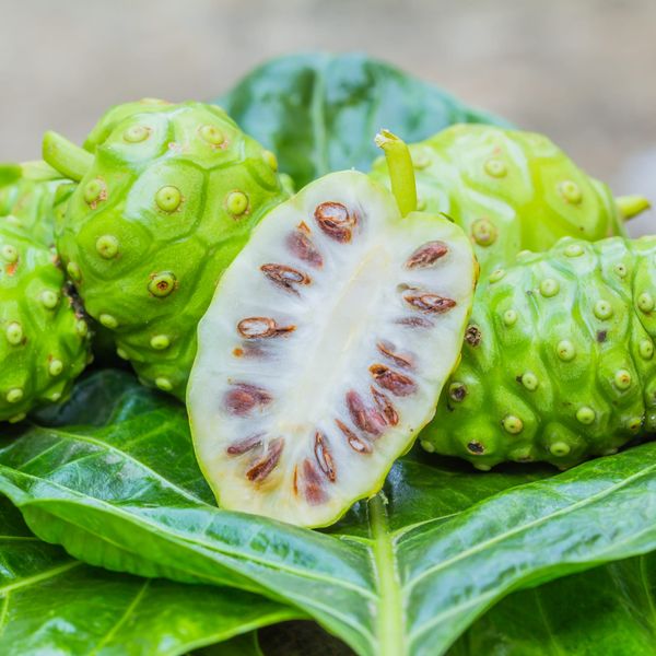 Noni - the Cheese Fruit
