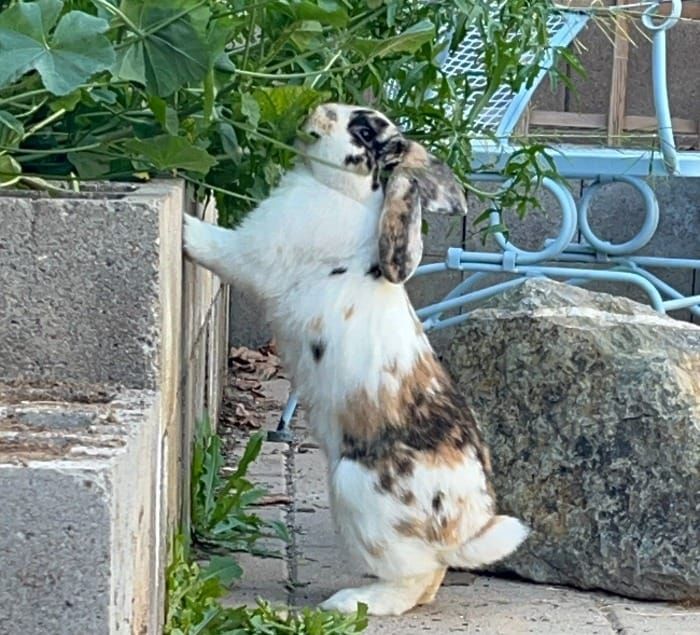 Rabbit Poop, Grit, and Grace.