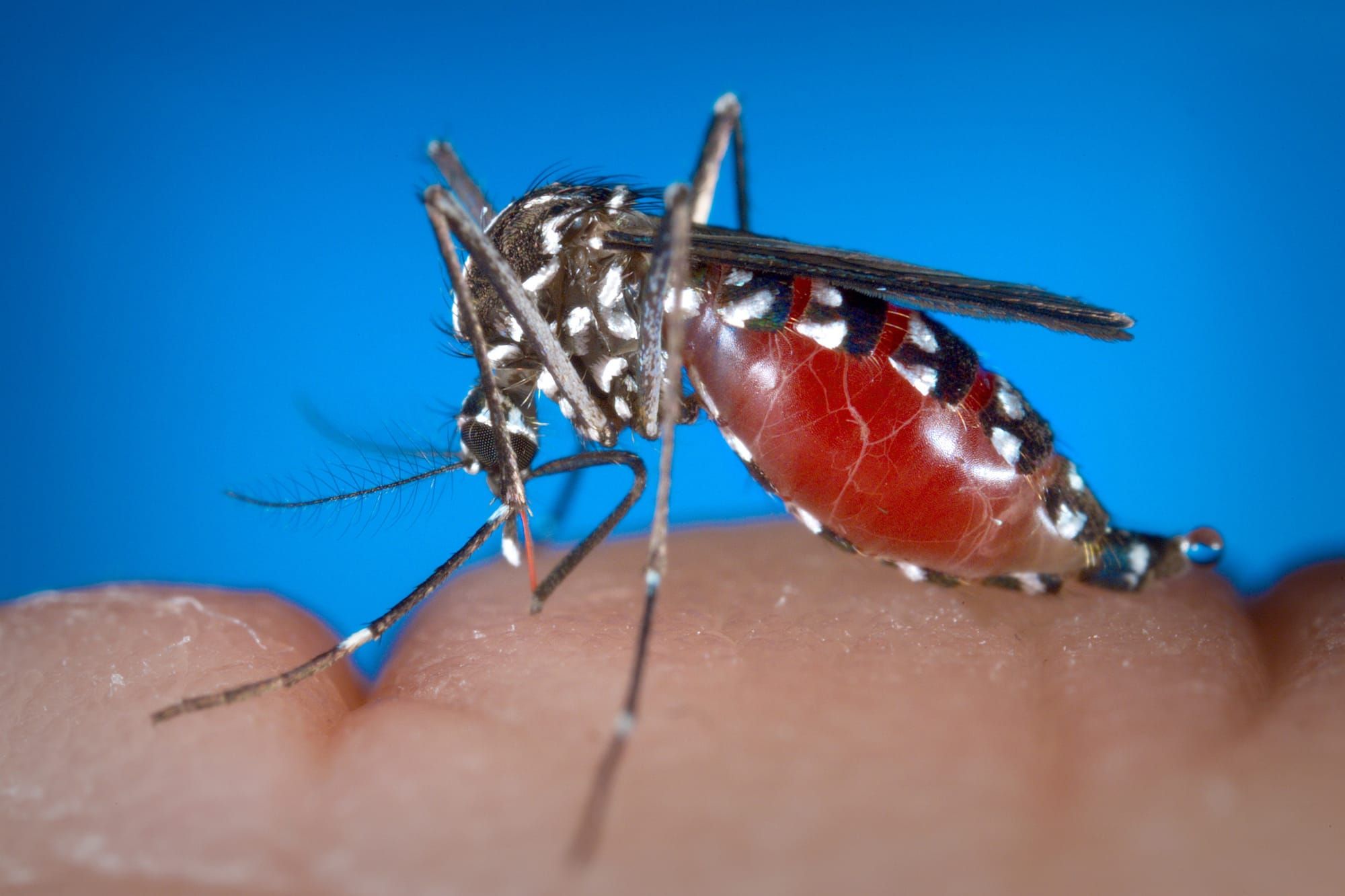 Record-high West Nile virus infections reported amid spread north