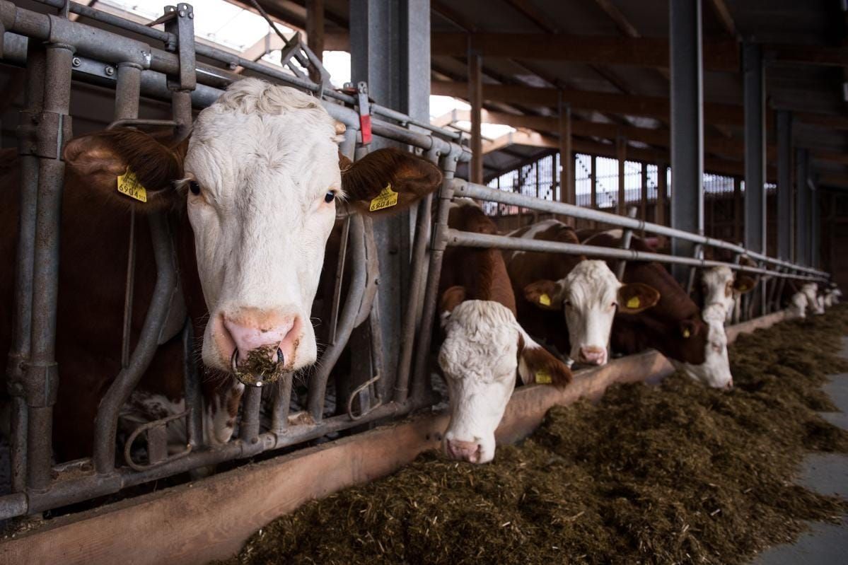 ECDC reports first human case of Shamonda virus