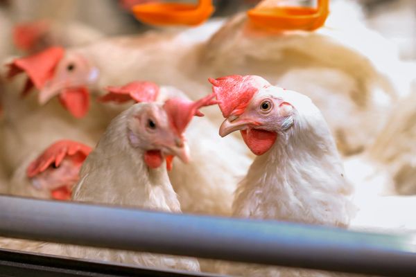 High levels of avian influenza increase the risk to humans