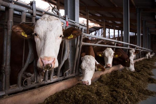 ECDC reports first human case of Shamonda virus