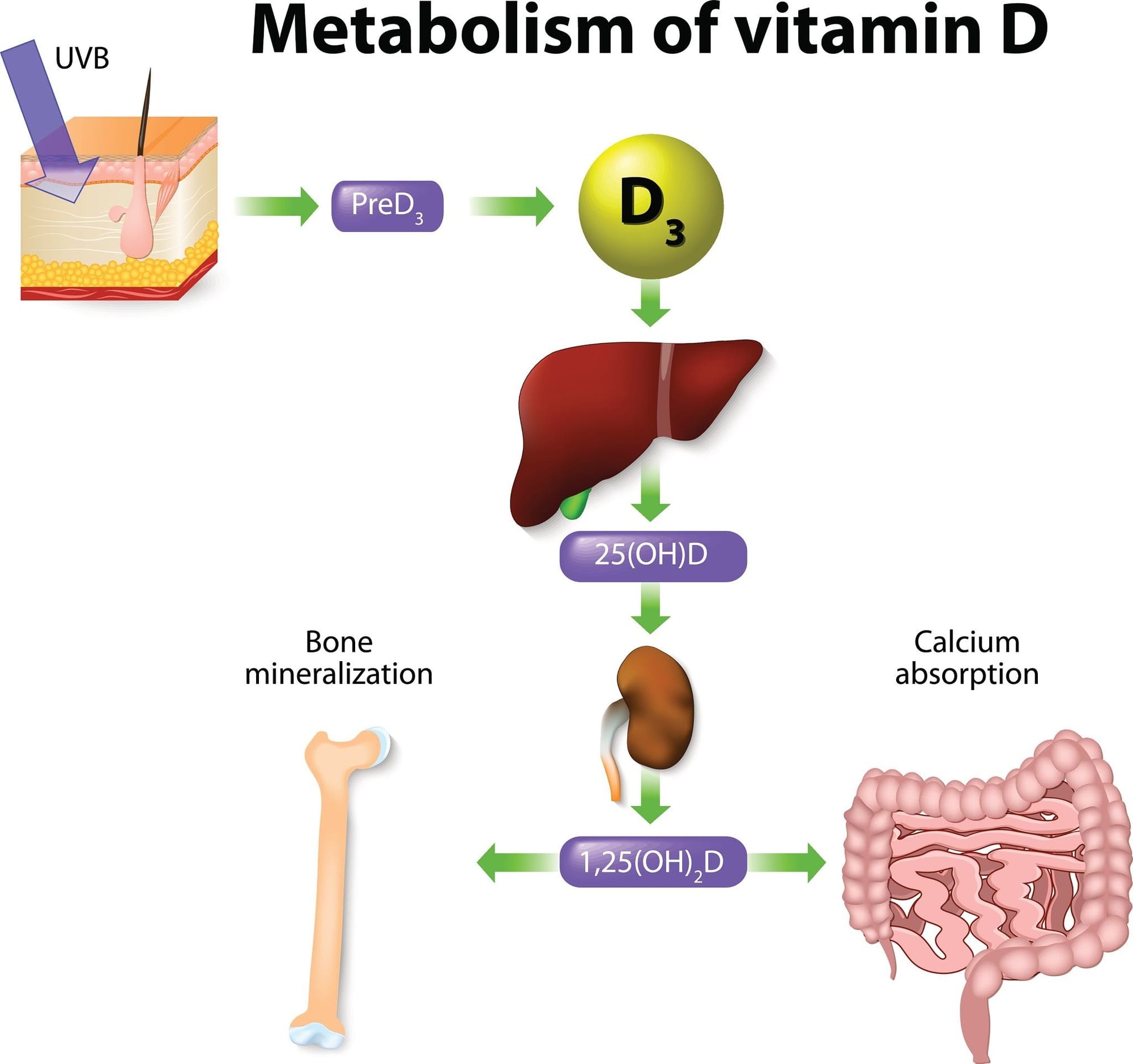 Image of vitamin D synthesis in human body