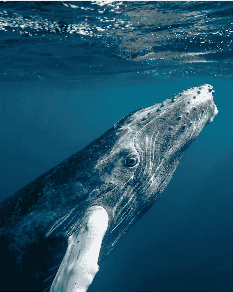 La baleine
