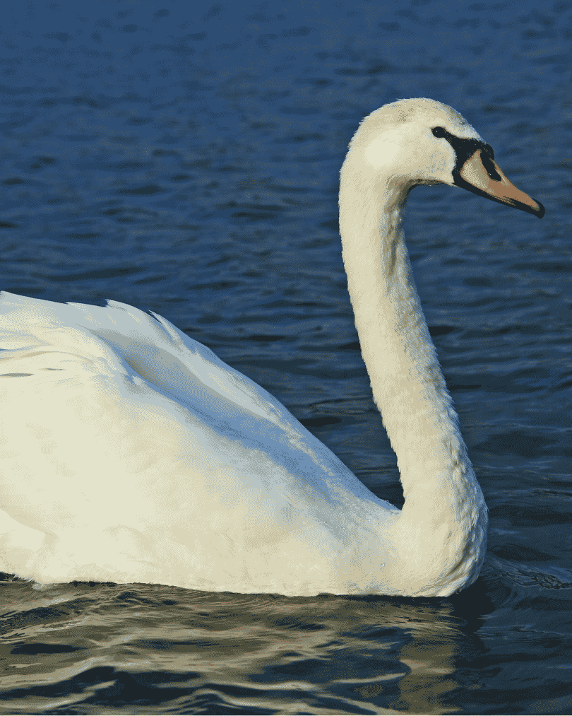 Le cygne