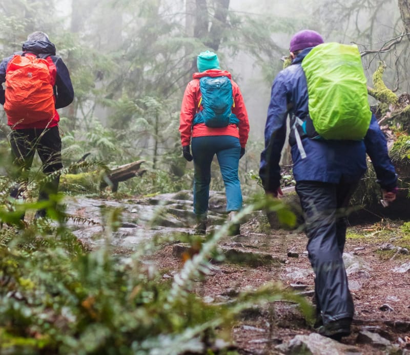 Three hikers wearing colorful rain jackets and pack covers trekking through a foggy, mossy forest trail.