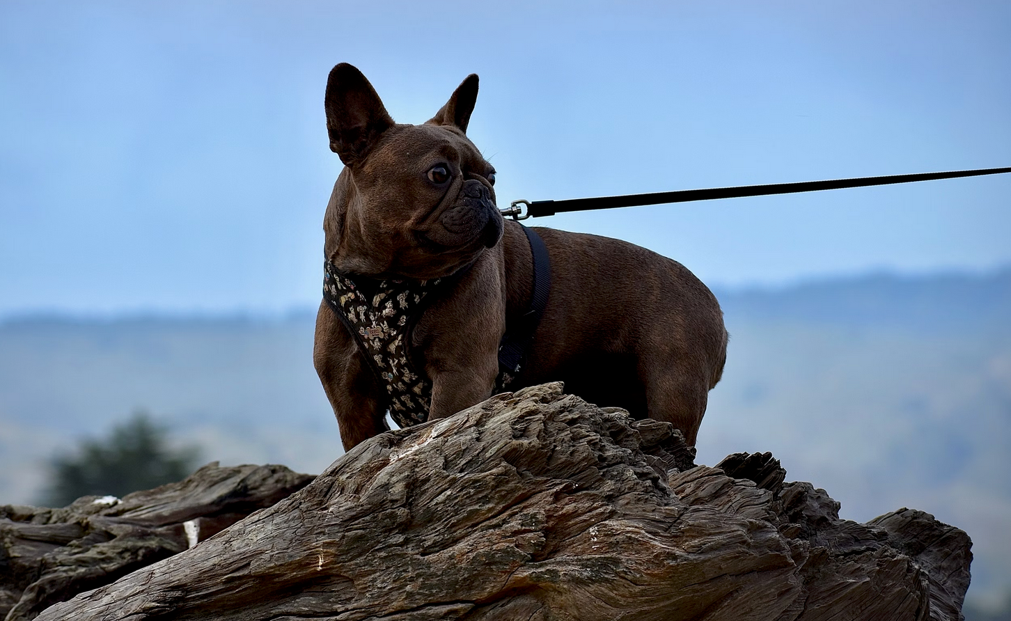 French bulldog wearing a harness and leash standing on a rock during a hike