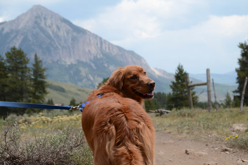 Golden retriever on a leash turning back on a mountain trail with scenic peaks in the background