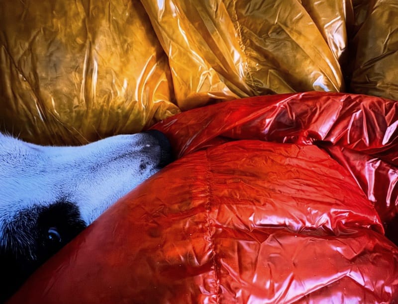  Dog snuggled under a red and gold Enlightened Equipment Conundrum Quilt, showing soft insulated material and cozy setup.