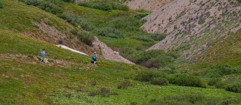 Two hikers trekking up a grassy mountain slope surrounded by alpine vegetation.